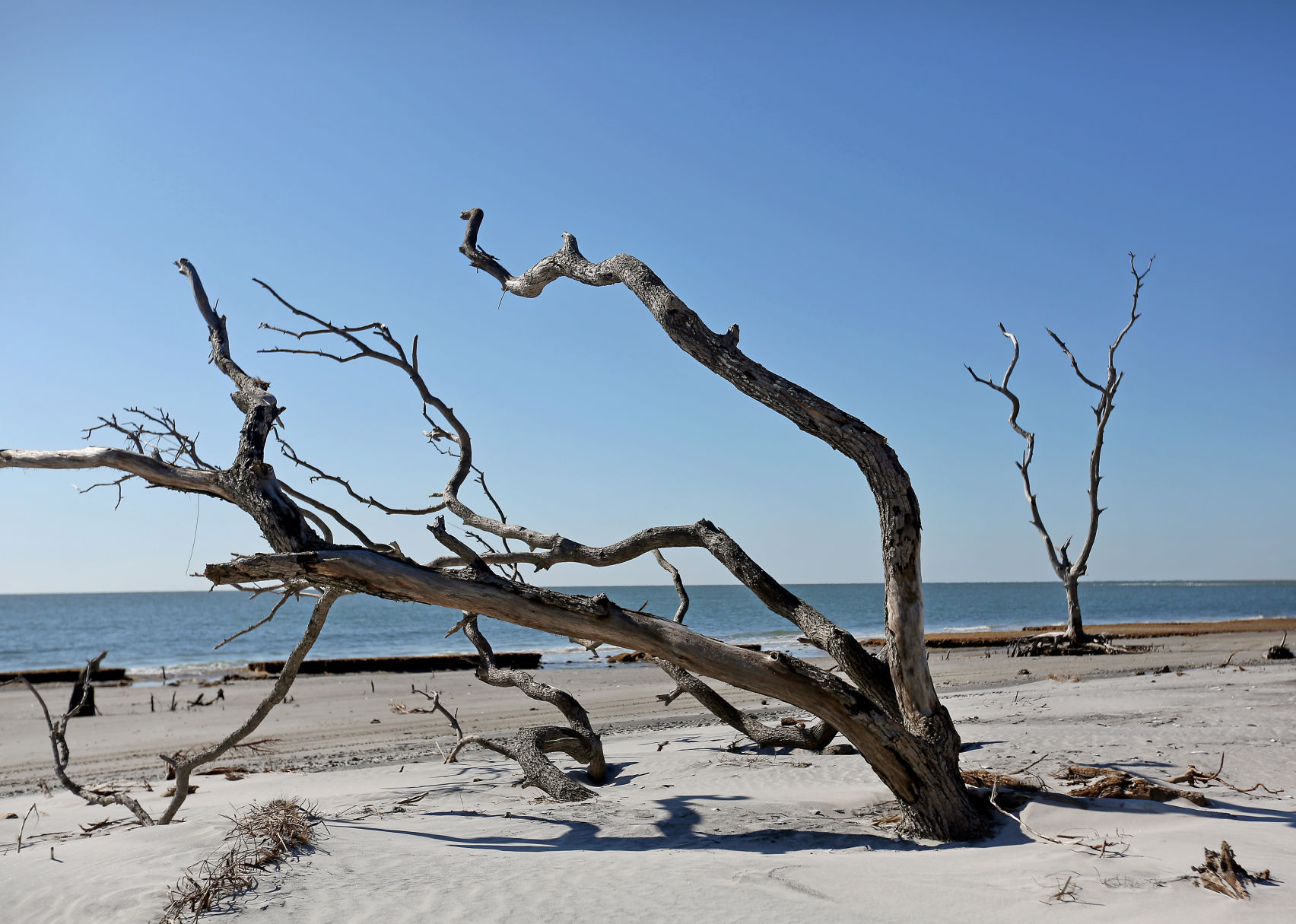PRINT boneyard trees.jpg